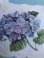 Photo2: Blank Cards - Blue Hydrangea (2)