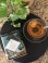 Photo1: Harney & Sons - The Met Hot Apple Spice Tea (1)